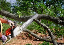 How Our Tree Care Process Works  in  Plymouth, IN