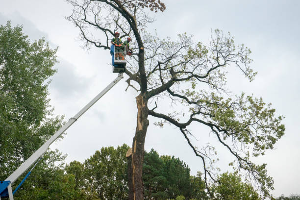 Best Tree and Shrub Care  in Plymouth, IN