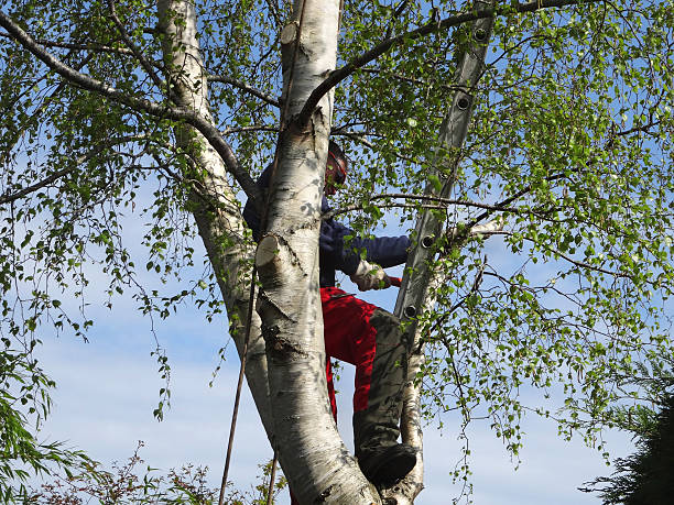 Plymouth, IN Tree Services Company